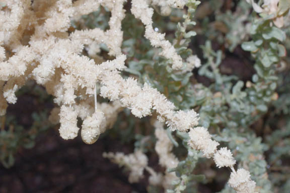  Atriplex polycarpa